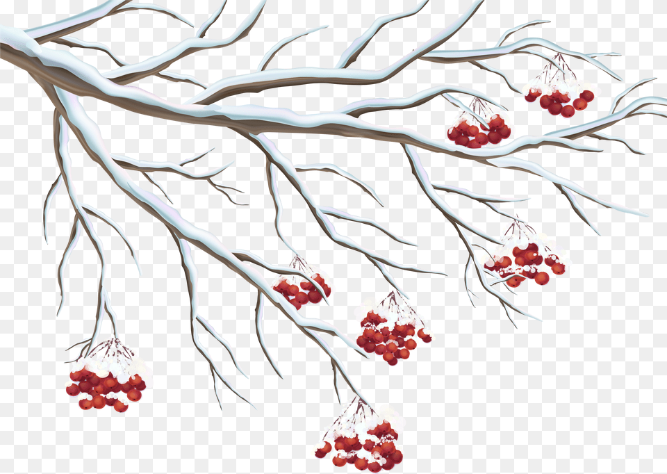 Transparent Holly Clip Art Transparent Background Winter Clip Art Free Png