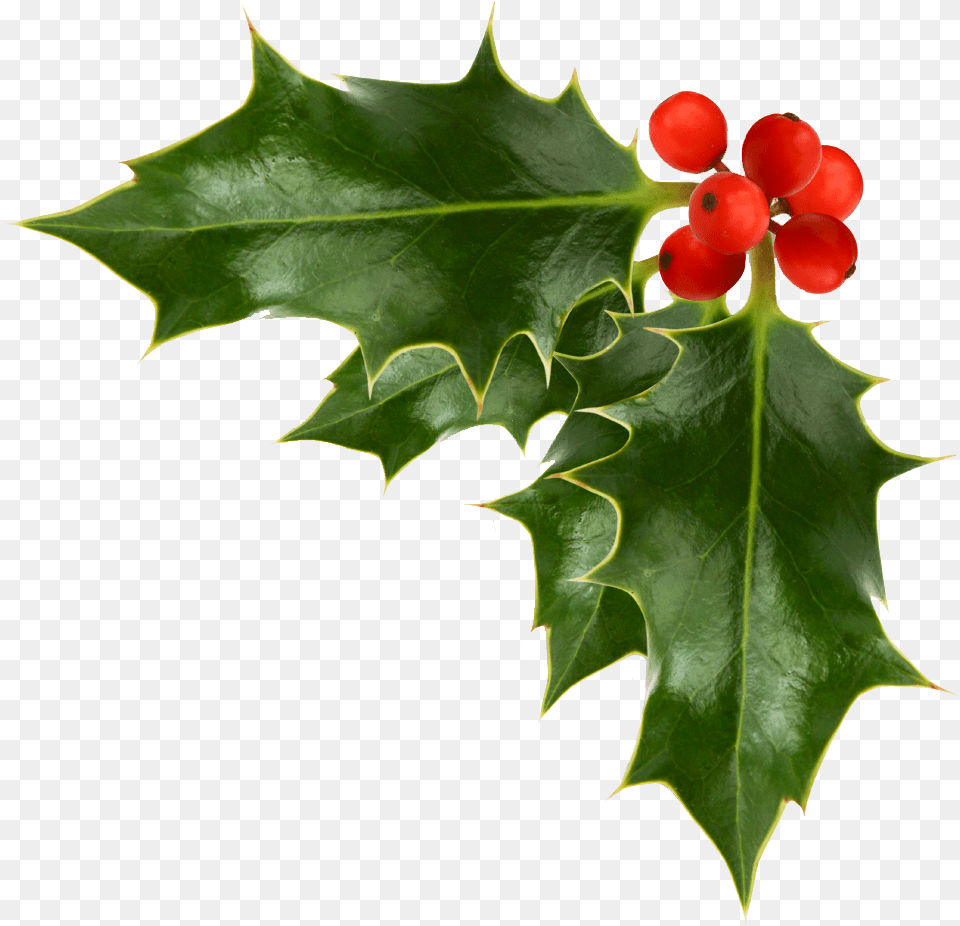 Transparent Holly Clipart, Leaf, Plant, Flower, Tree Free Png Download