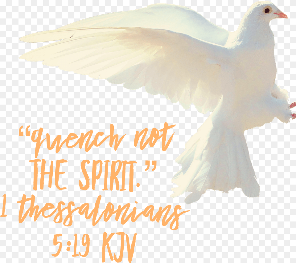 Transparent Holy Spirit Dove, Animal, Bird, Pigeon Png Image