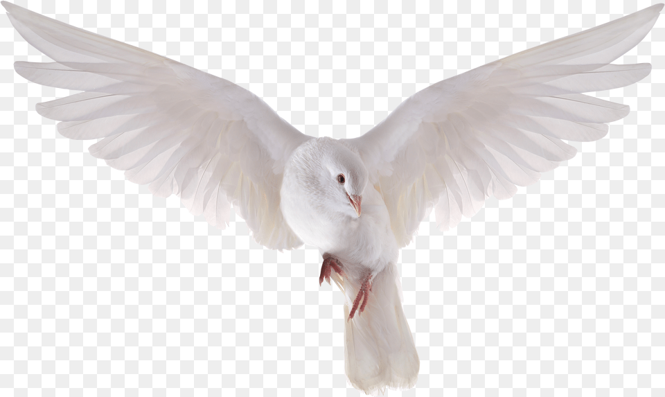 Holy Spirit Dove Clipart Background Pigeon, Animal, Bird Free Transparent Png