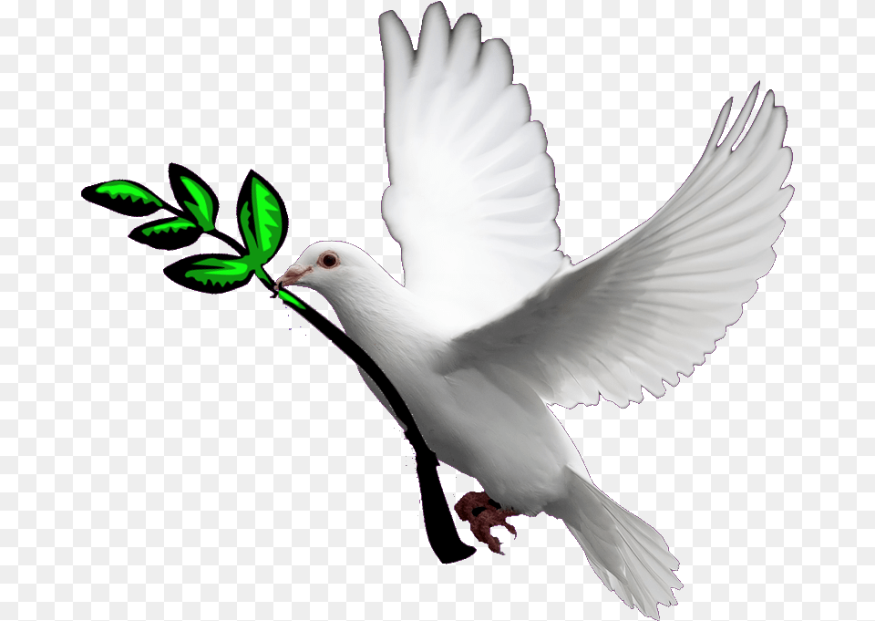 Transparent Holy Spirit Dove Doves With Transparent Background, Animal, Bird, Pigeon Free Png Download