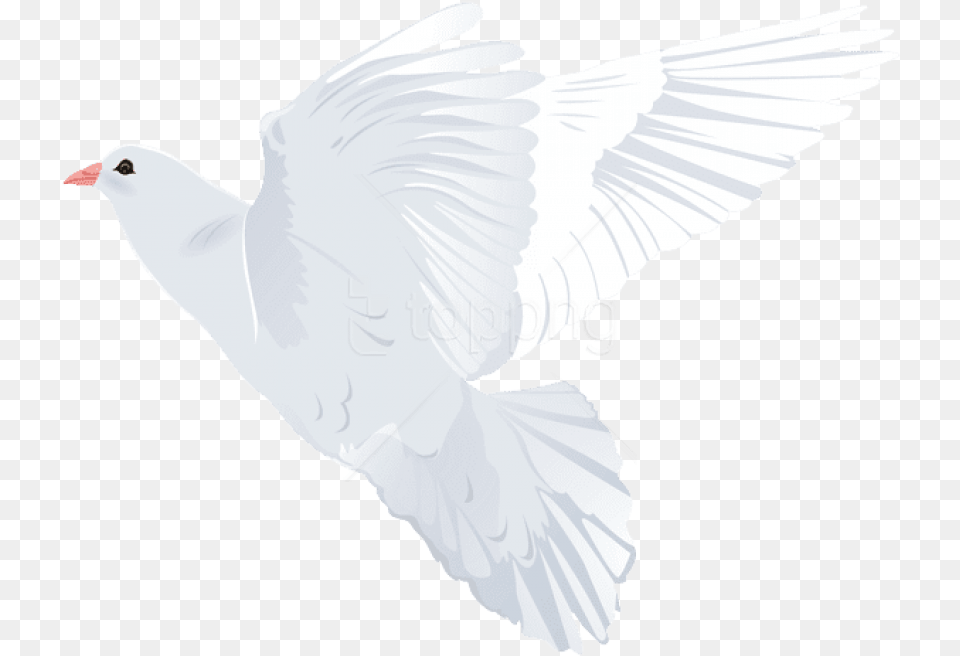 Transparent Holy Spirit Dove Pigeons And Doves, Animal, Bird, Pigeon Free Png Download