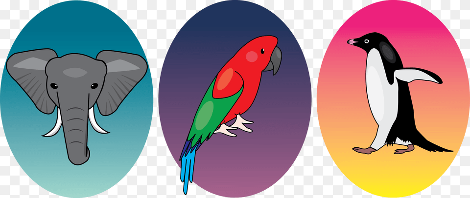 Transparent Honchkrow Parakeet, Animal, Bird, Penguin, Beak Png