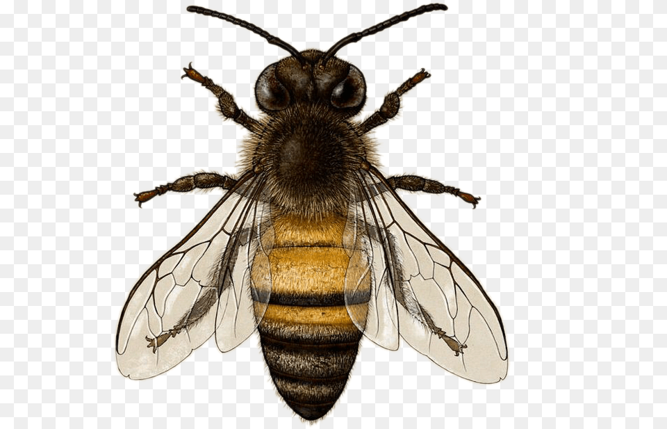 Transparent Honeybee American Honey Bee, Animal, Honey Bee, Insect, Invertebrate Free Png Download