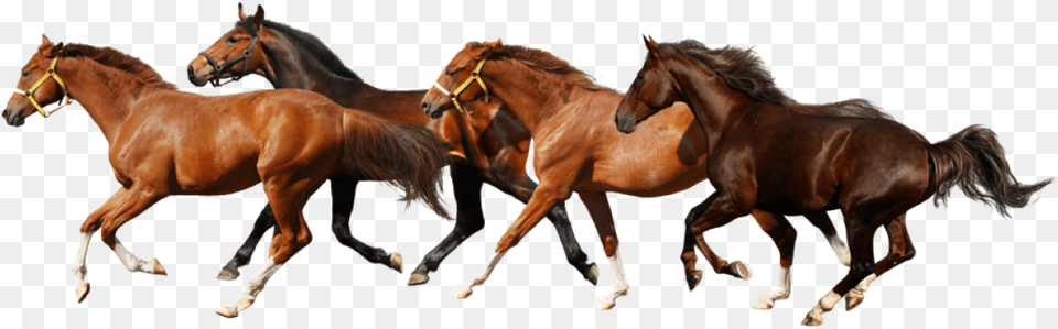 Transparent Horse 4 Horse Running, Animal, Mammal, Colt Horse, Herd Free Png