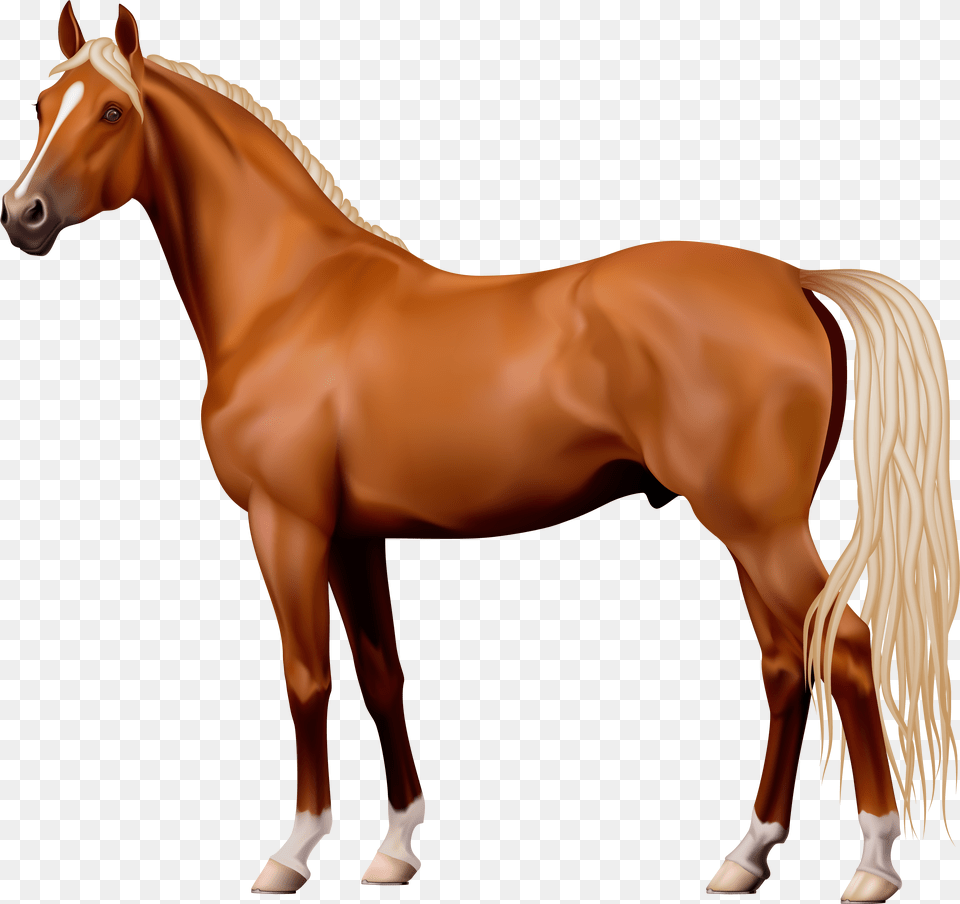 Horse Clipart Horse Background, Animal, Colt Horse, Mammal, Stallion Free Transparent Png