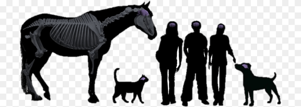 Transparent Horse Head Silhouette, Person, Animal, Dinosaur, Reptile Free Png Download