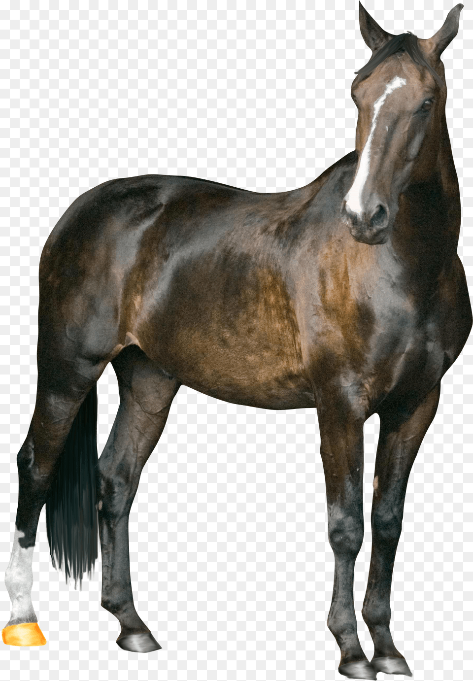 Transparent Horse New Pic Of Riyaz, Animal, Mammal, Stallion, Colt Horse Free Png Download