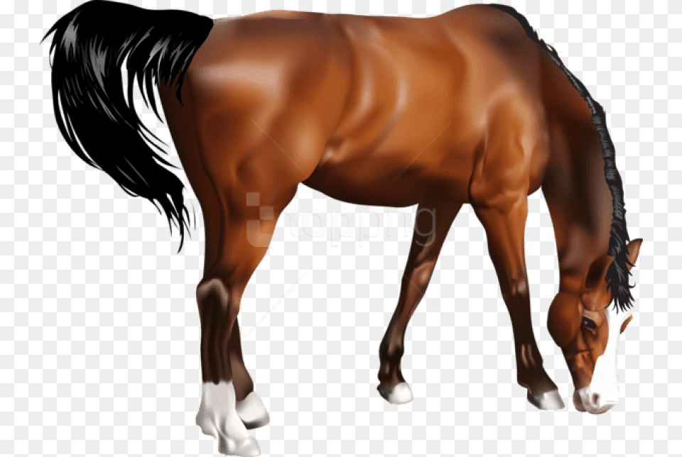 Transparent Horse Portable Network Graphics, Animal, Mammal, Stallion, Adult Free Png