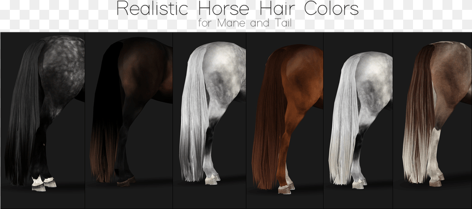 Horse Tail Stallion, Andalusian Horse, Animal, Mammal, Colt Horse Free Transparent Png