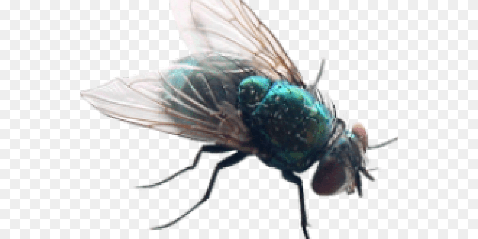 Transparent House Fly Clipart Fly Transparent Background, Animal, Insect, Invertebrate, Person Png