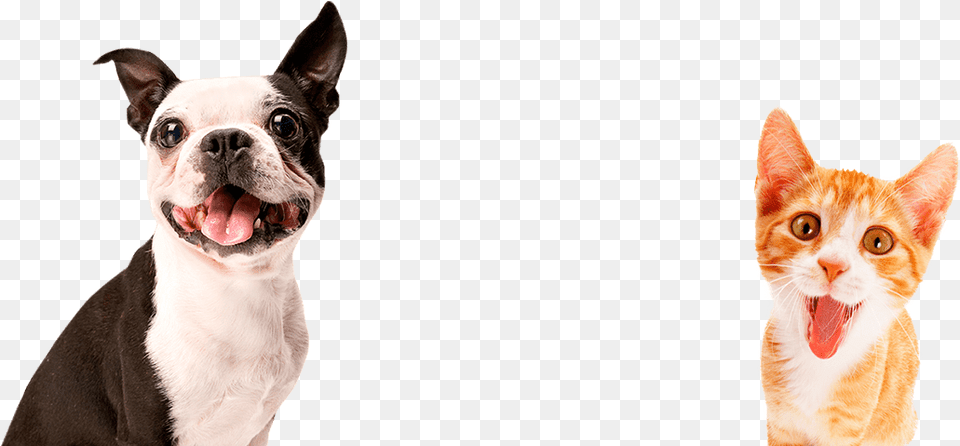 Transparent Huella De Perro Pet Dogs, Animal, Canine, Dog, Mammal Free Png