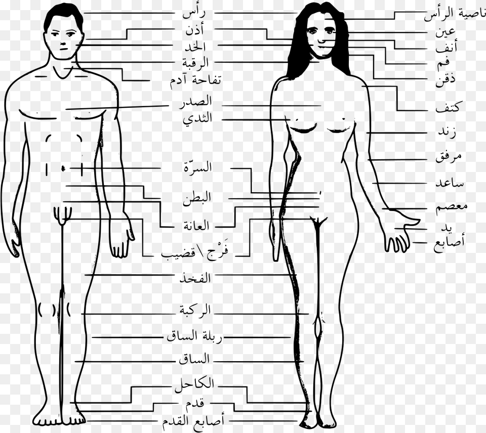 Transparent Human Body Outline Body Parts Name In Arabic, Gray Free Png