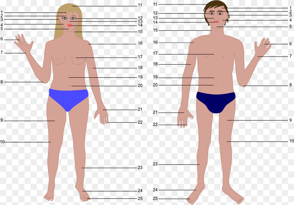 Transparent Human Body Outline Human Body Parts Without Names, Swimwear, Clothing, Plot, Person Png Image