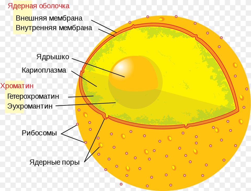 Transparent Human Cell Cell Nucleus, Sphere, Food, Produce, Outdoors Free Png