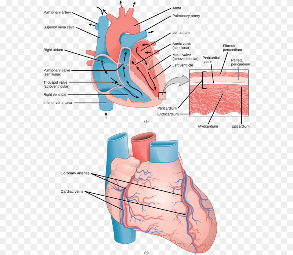 Transparent Human Heart Clipart False Valves Of Heart, Body Part, Hand, Person, Cup Png