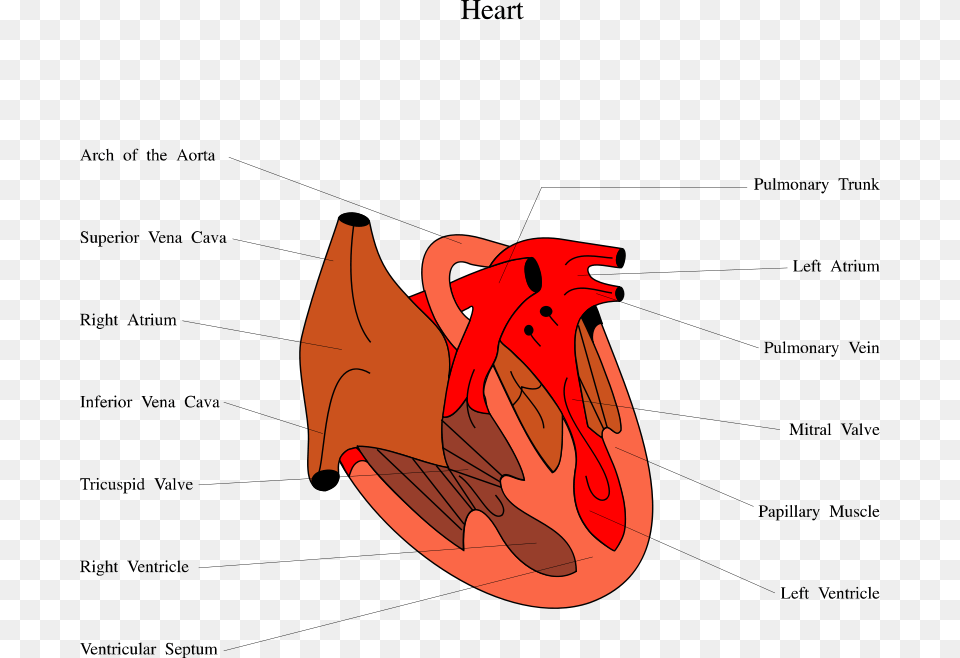 Transparent Human Heart Diagram Of Snakes Heart, Clothing, Footwear, Shoe, Sneaker Png