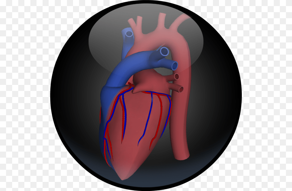Transparent Human Heart Illustration, Can, Tin, Ammunition, Grenade Free Png