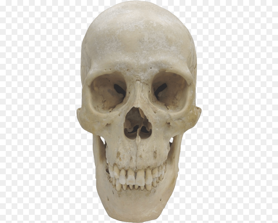 Transparent Human Skull Homo Sapiens Skull, Head, Person, Face Free Png Download