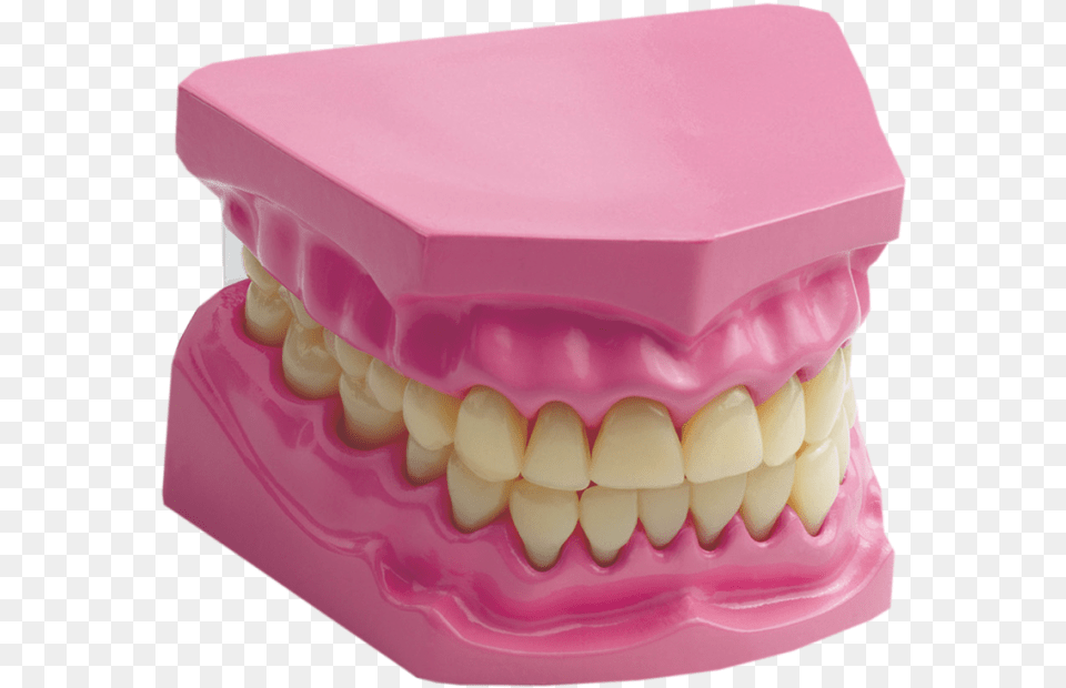 Transparent Human Teeth Science Edu Toys Giant Dental Care Model, Birthday Cake, Person, Mouth, Food Free Png