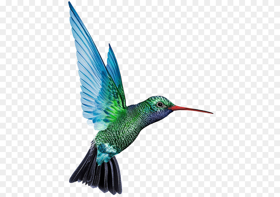 Transparent Hummingbird Humming Birds, Animal, Bird, Flying, Beak Free Png