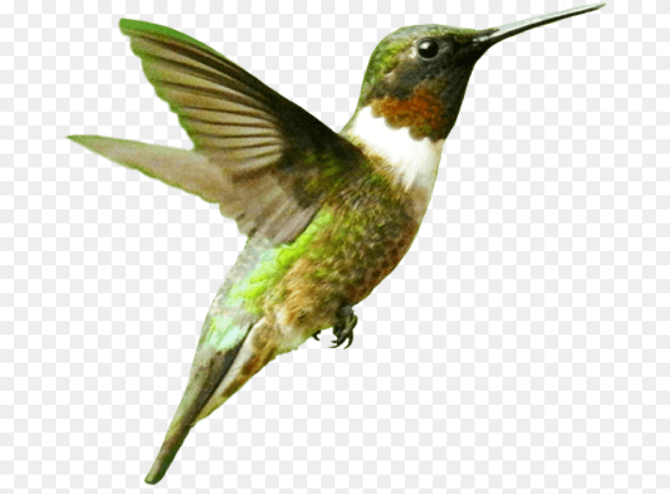 Transparent Hummingbird Ruby Throated Hummingbird, Animal, Bird Free Png