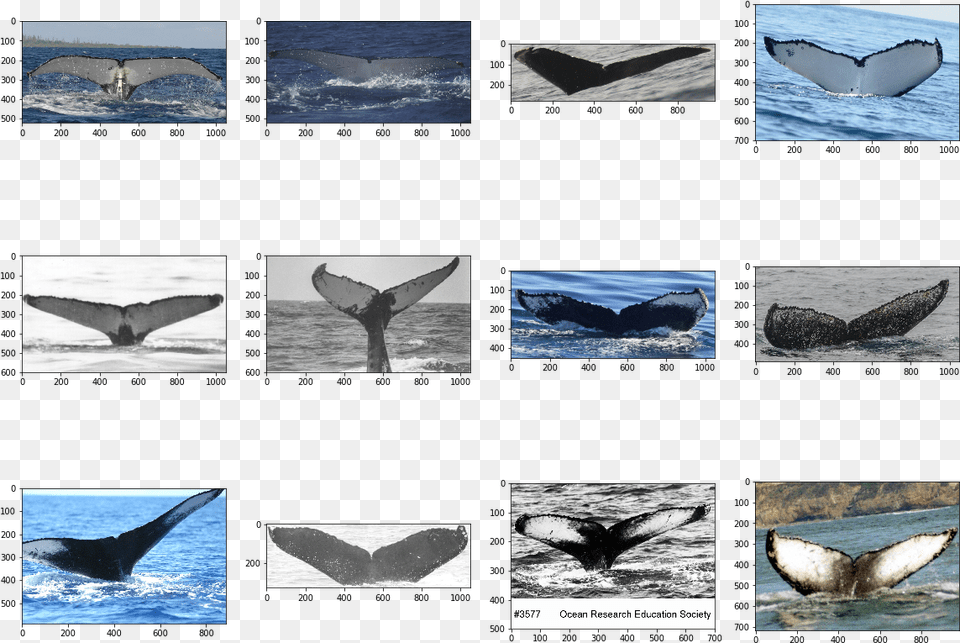 Transparent Humpback Whale Grey Whale, Sea Life, Animal, Art, Collage Free Png Download