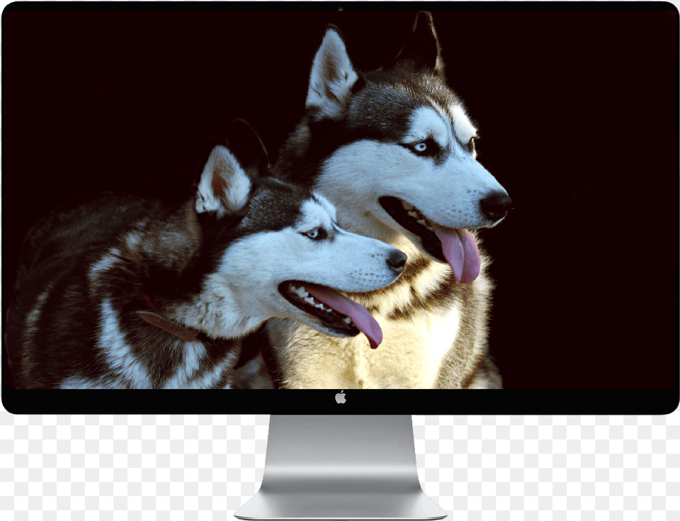 Transparent Husky Puppy Husky Dog Wallpaper Iphone, Animal, Pet, Monitor, Mammal Png