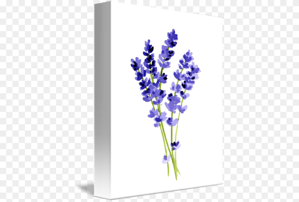 Transparent Hyacinth Lavender Painting, Flower, Plant Png Image