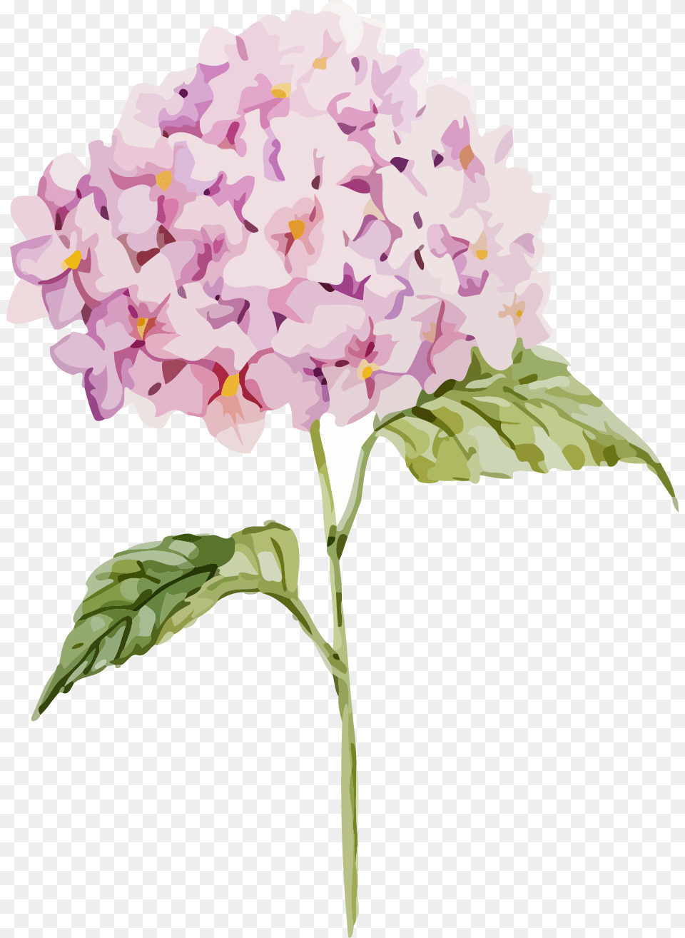 Transparent Hydrangea Clipart Free Free Hydrangea Vector, Flower, Plant, Petal, Lilac Png Image