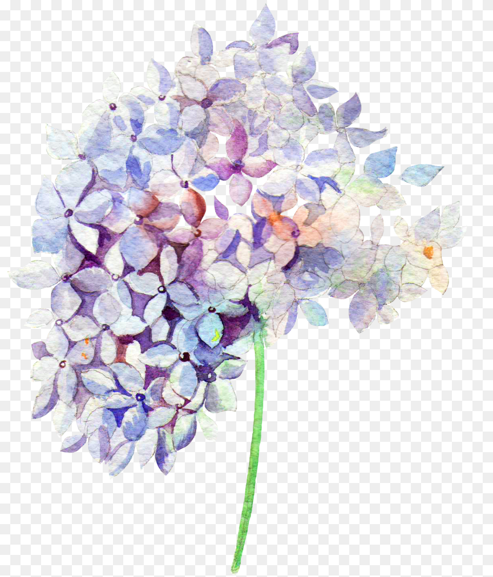 Transparent Hydrangea Watercolor Watercolor, Flower, Petal, Plant, Dahlia Png Image