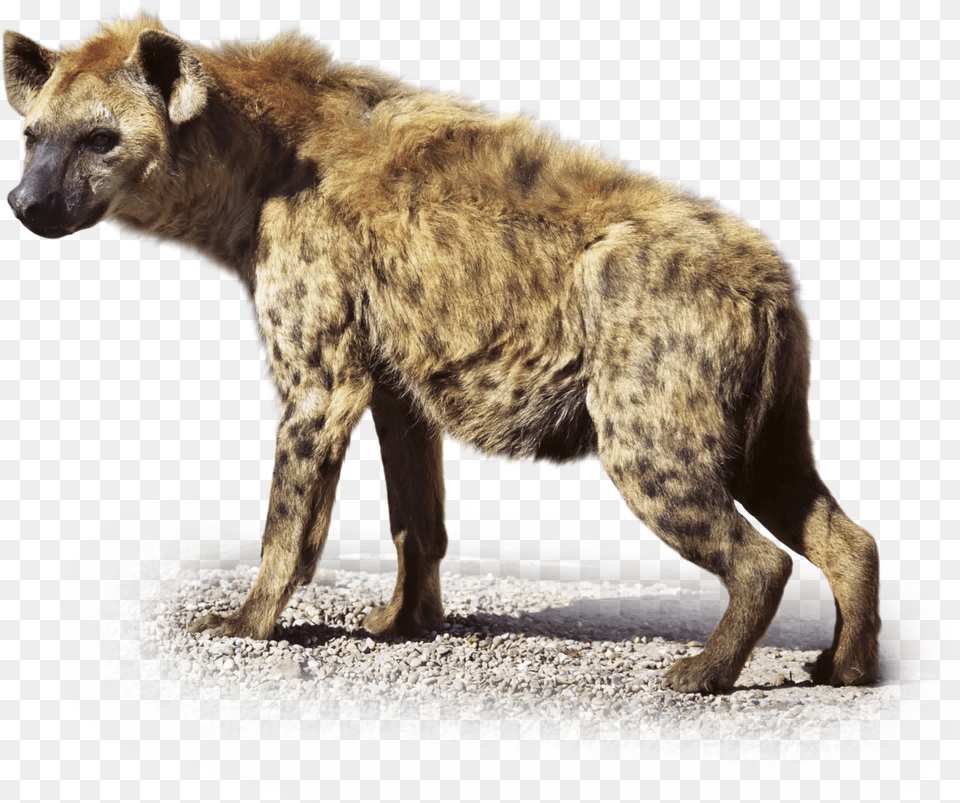 Transparent Hyena, Animal, Bear, Mammal, Wildlife Free Png