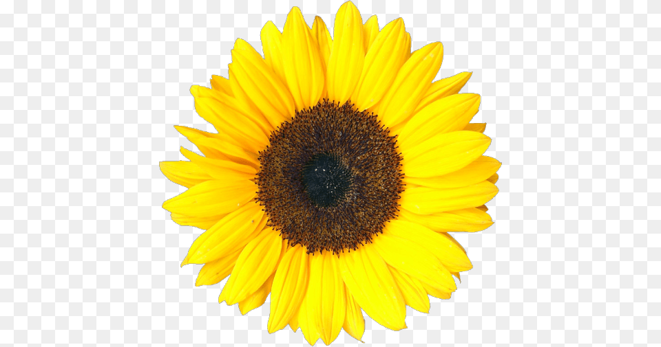 Transparent I Know This Sunflower Transparent, Flower, Plant, Daisy Png Image