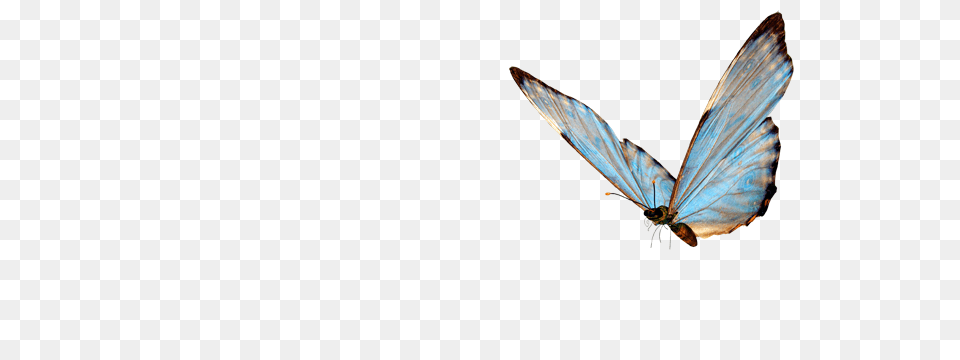 Transparent Image, Animal, Bird, Flying, Insect Png