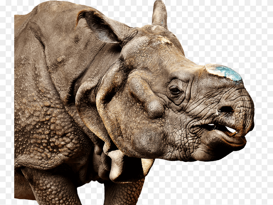 Transparent Image Clipart Rhinoceros, Animal, Elephant, Mammal, Wildlife Free Png Download