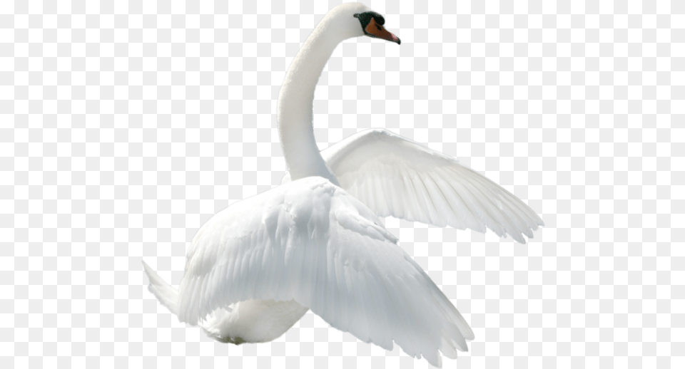 Transparent Image For Swan, Animal, Bird, Waterfowl Free Png Download