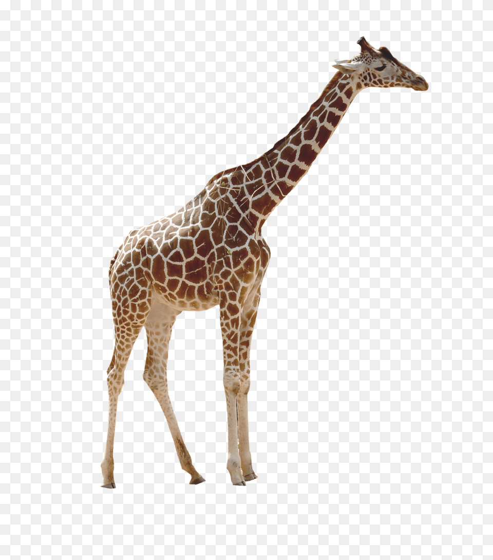 Image Giraffe Background, Animal, Mammal, Wildlife Free Transparent Png