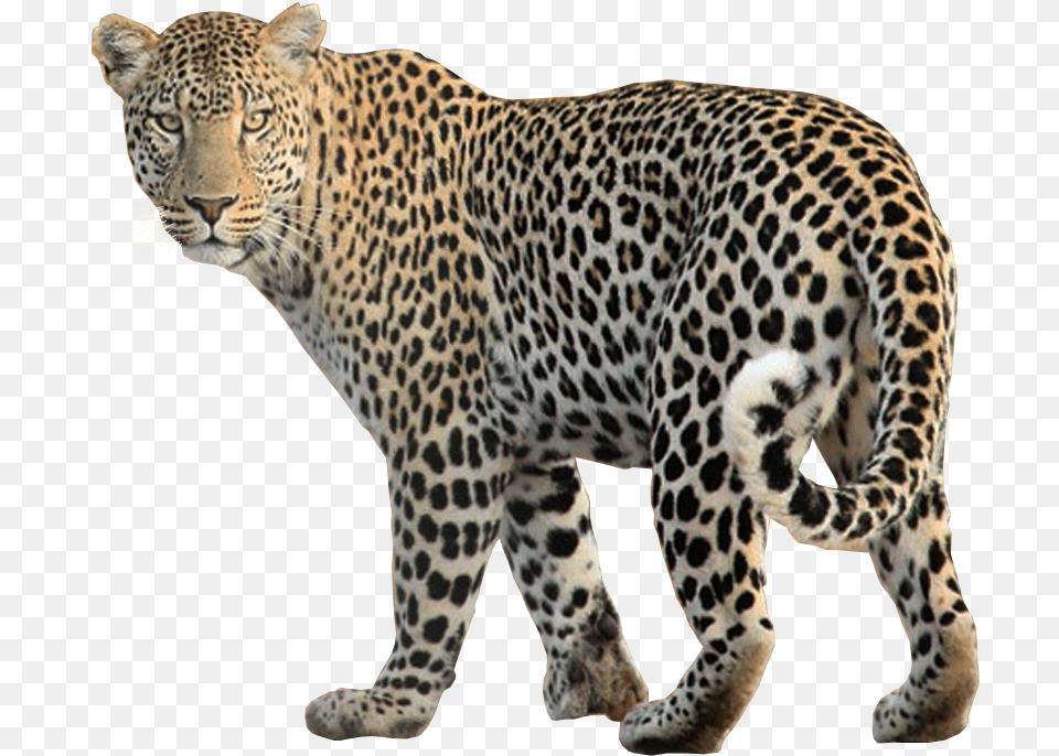 Transparent Images Transparent Background Animals, Animal, Mammal, Panther, Wildlife Png Image