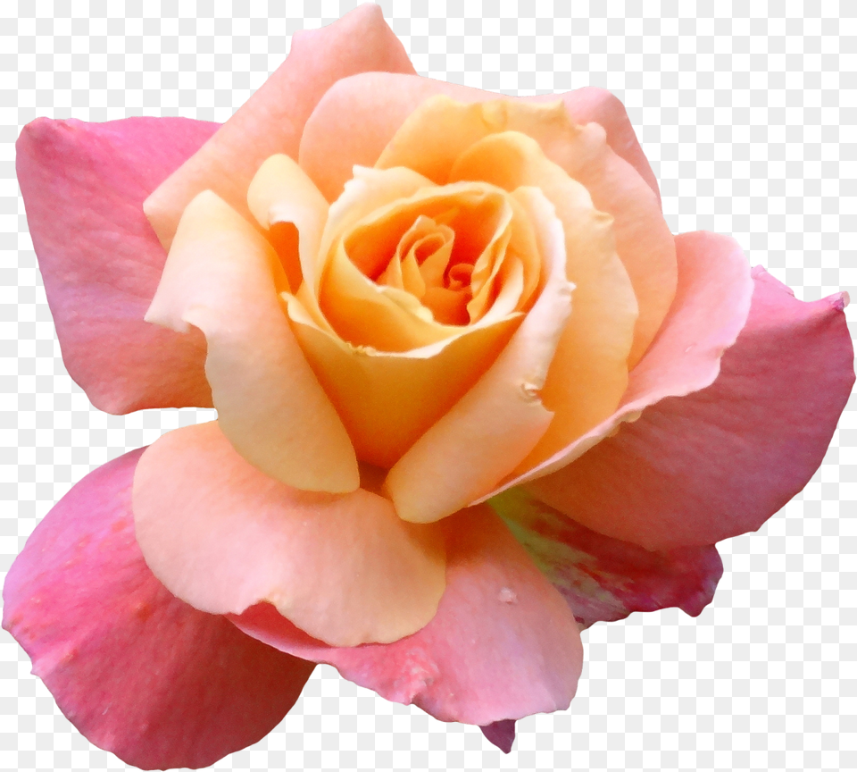 Transparent Image Of Flowers, Flower, Petal, Plant, Rose Free Png Download