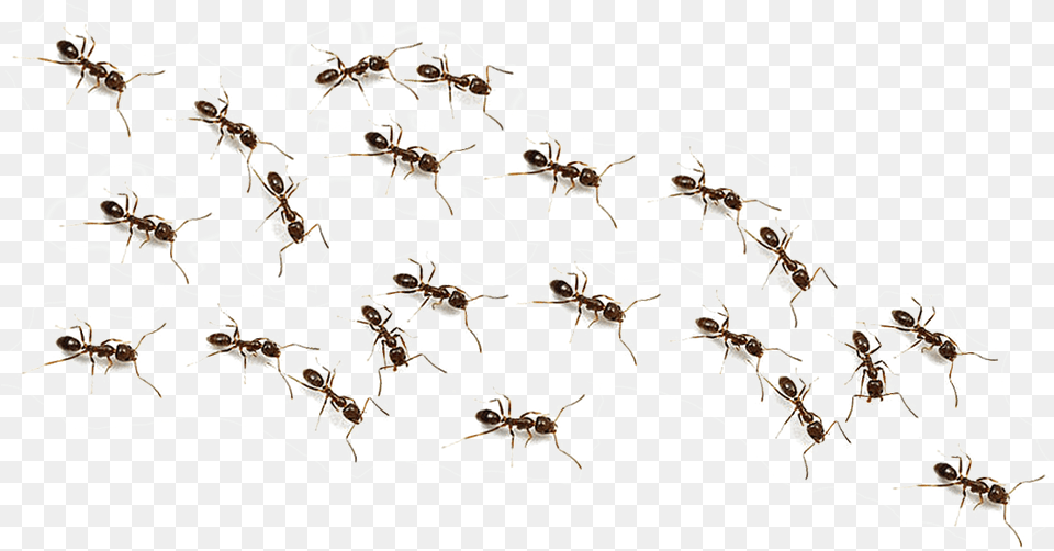 Transparent Image Web Icons Transparent Background Transparent Background Ants, Person, Animal, Mammal, Bee Free Png Download