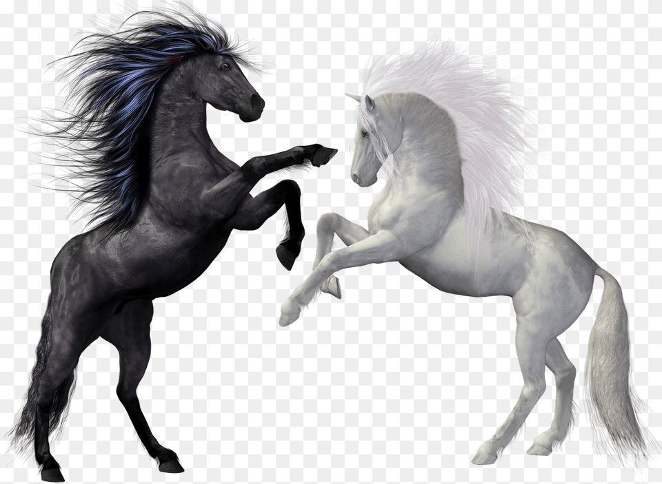 Transparent Imagenes De Caballos, Andalusian Horse, Animal, Horse, Mammal Png