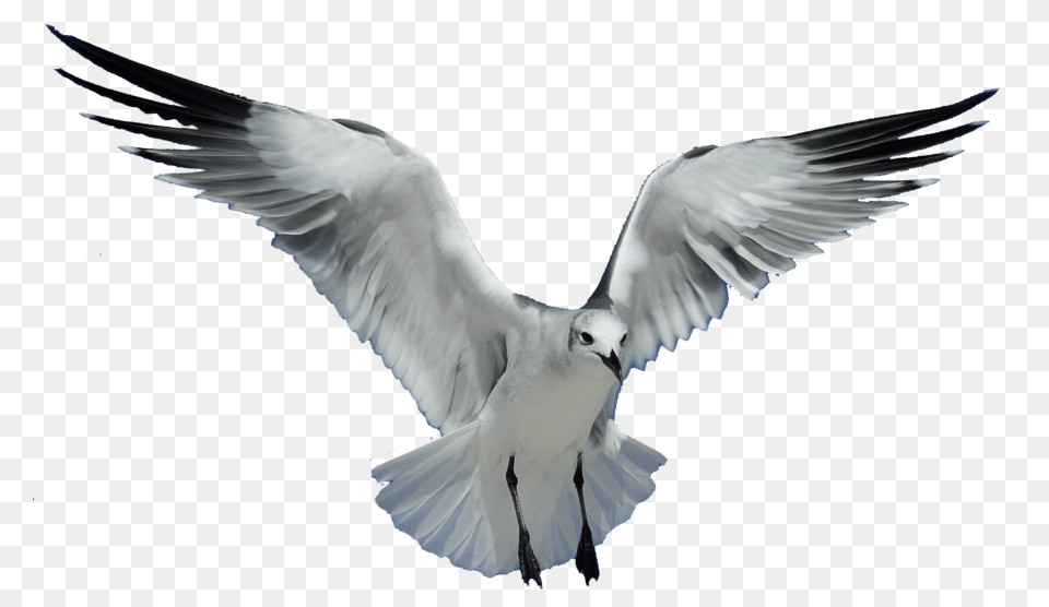 Transparent Images Background Transparent Background Flying Bird, Animal, Seagull, Waterfowl, Pigeon Free Png Download