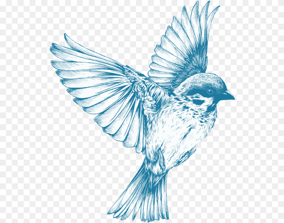 Transparent Images Blue Bird Drawing Flying, Animal, Sparrow Png Image