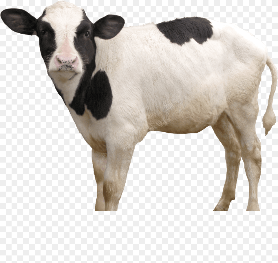 Transparent Images Calf, Animal, Cattle, Cow, Livestock Free Png Download