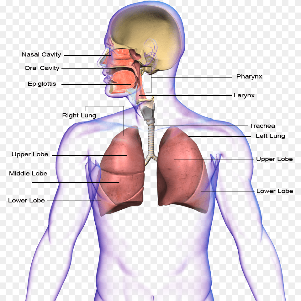 Images Circulatory System And Respiratory System Adult, Male, Man, Person Free Transparent Png