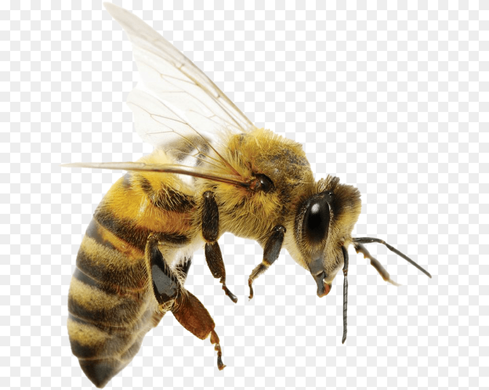 Transparent Images Difference Between Wasp And Queen Bee, Animal, Honey Bee, Insect, Invertebrate Free Png Download