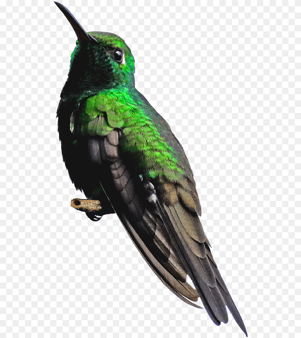 Transparent Images Hummingbird, Animal, Bird Png Image