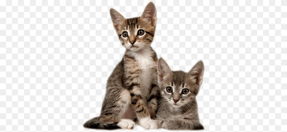 Images Icons And Clip Arts Cat And His Baby, Animal, Kitten, Mammal, Pet Free Transparent Png