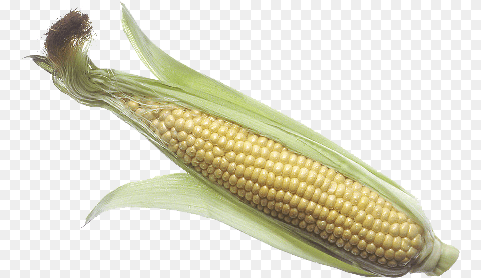 Transparent Images Icons And Clip Arts Corn On The Cob Raw, Food, Grain, Plant, Produce Png