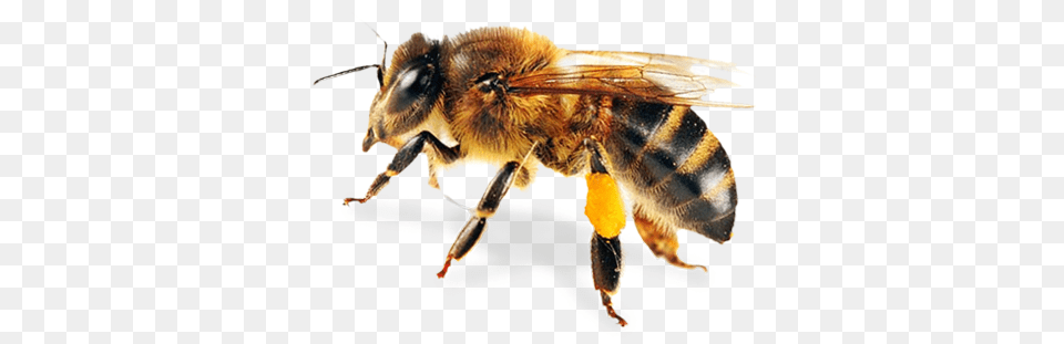 Transparent Images Icons And Clip Arts Honey Bee, Animal, Honey Bee, Insect, Invertebrate Png Image
